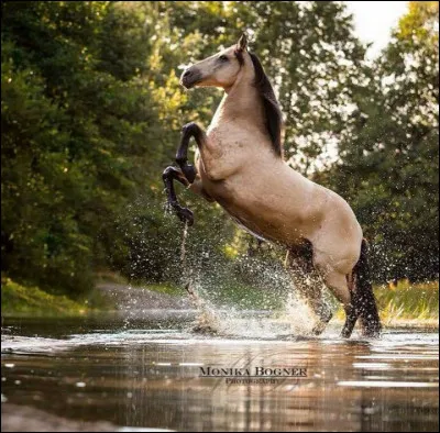 Je suis un cheval :