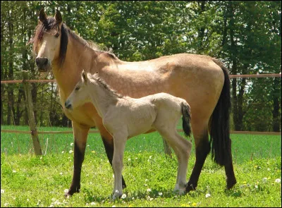 Comment s'appelle la partie molle de l'intérieur des membres d'un cheval ?