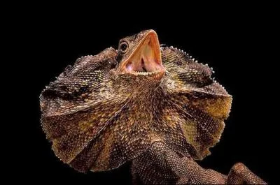 Que fait ce dragon d'Australie ?