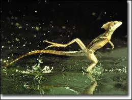 Qu'est-ce qui permet  ce lzard de courir sur l'eau ?
