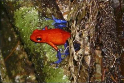Quel est le surnom de la grenouille dentrobate ?