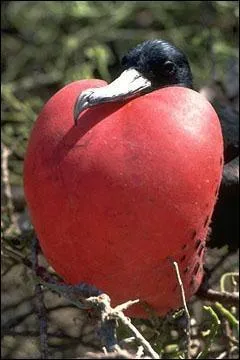 Que fait cet oiseau ?