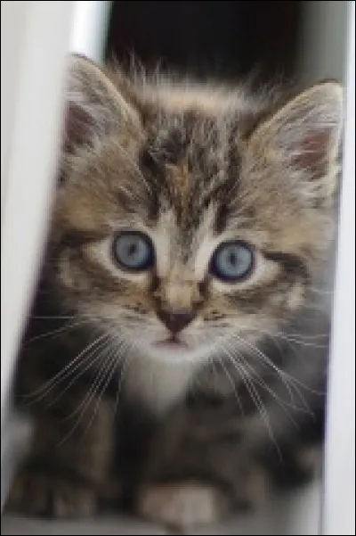 Comment dit-on "chat" en anglais ?