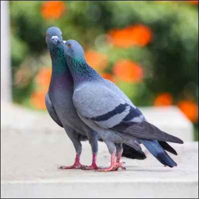 La monogamie est assez rare chez les animaux : Les pigeons sont monogames. Parmi ces animaux, lesquels sont également monogames ?