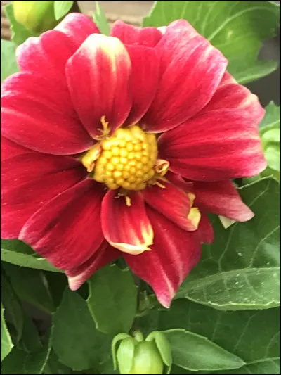 Quelle activit&eacute; aimes-tu ?