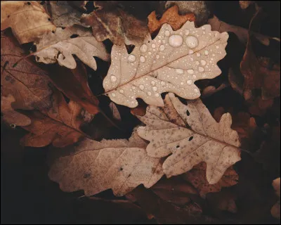 Quel est ce poème dont les premiers vers ont été diffusés à la radio le « D-Day » pour annoncer le débarquement en Normandie ?