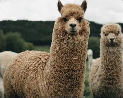 À quelle famille appartiennent les chameaux, les lamas et les dromadaires ?