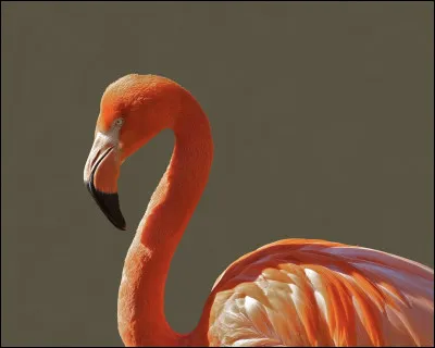 Dans quelle région trouvons-nous le plus de flamants roses en France ?