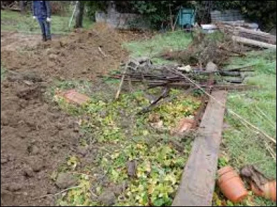 ... le vilain chat ! Il a saccagé une partie de mon potager !