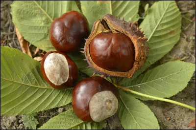 Et enfin, comment dit-on "marron" ?