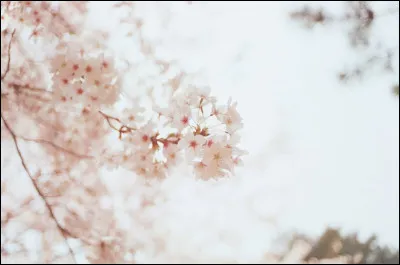 Lequel de ces noms nest pas donné à cet arbre aux fleurs emblématiques ?