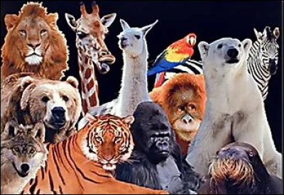 Quel est ton animal préféré ?