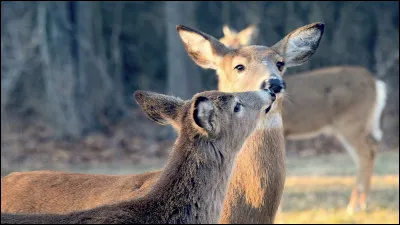 Sur jumelle dApollon, cest la déesse de la chasse et des accouchements depuis quelle a dû faire naître son frère.