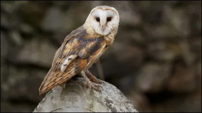 Déesse de la sagesse et de la guerre, elle est née de la tête de Zeus car ce dernier avait mangé sa mère enceinte, Métis, en apprenant que le bébé quelle portait pouvait le détrôner. 
Elle est la protectrice dUlysse, roi dIthaque, et fait de son mieux pour le ramener chez lui et lui rendre son trône malgré la colère de Poséidon et les nombreuses épreuves que son héros va devoir subir.