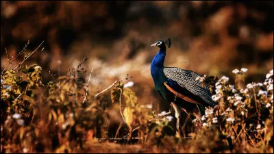 Cette femme, la déesse des mariages, est l’épouse de Zeus et elle doit subir toutes ses infidélités. Elle a eu deux fils avec lui : Héphaïstos, le plus laid des dieux, qu’elle a d’abord considéré comme un raté (avant qu’il prouve ses talents de forgeron), et Arès le dieu de la guerre.