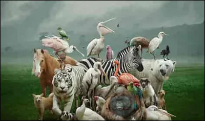 Quels sont les animaux qui te terrifient le plus ?