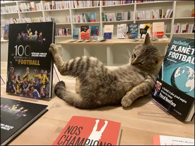 Si tu étais un chat, ton activité favorite serait...