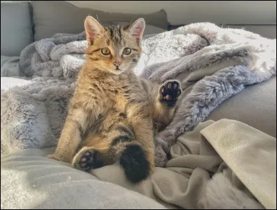 Si tu étais un chat, tu dormirais...