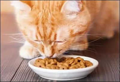 Quel serait le goût de tes croquettes ?