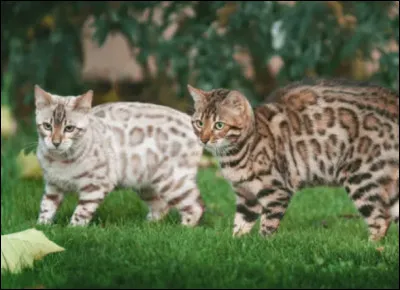 Tu aimerais que ton pelage soit