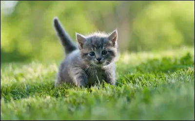 Quel nom de chaton préfères-tu ?