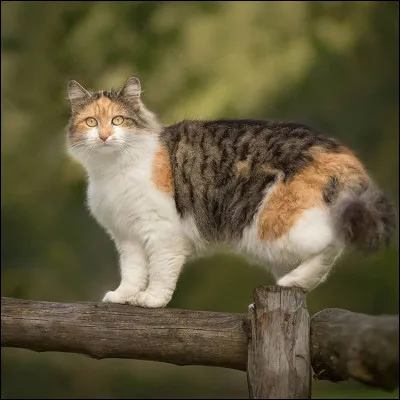 Ton chef te nomme enfin apprenti(e) ! Ton mentor sappelle Patte de Grenouille. Elle te demande ce que tu veux faire en premier. Que lui réponds-tu ?