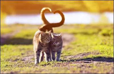 Tu entretiens une relation interdite avec un(e) chat/chatte dun autre clan. Ton mentor semble sen douter.