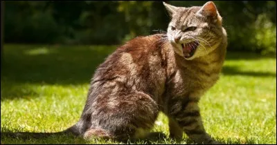 Le combat est terminé, vous avez réussi à repousser lennemi. Tu nas que quelques griffures et tu vois que la guérisseuse peine à soigner tous les blessés