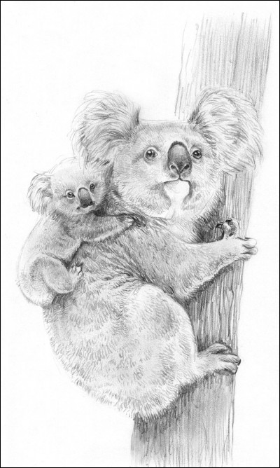 Combien d'heures un koala dort-il chaque jour ?