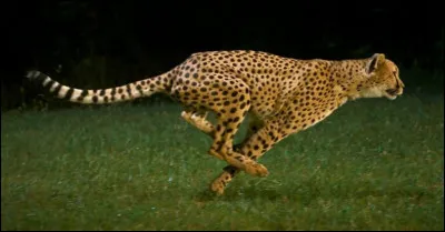À quelle vitesse le guépard peut-il courir ?