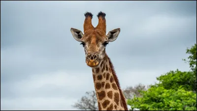 Quelle longueur atteint le cou de la girafe ?