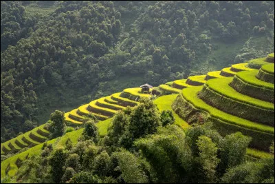 Quelle est la plante la plus cultivée du monde ?