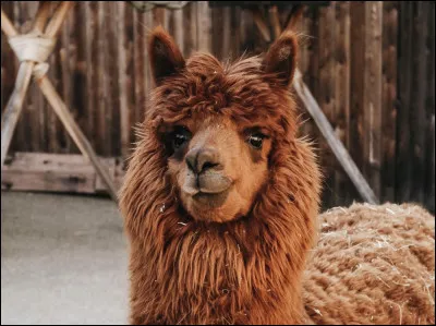 Comment appelle-t-on le petit du lama ?