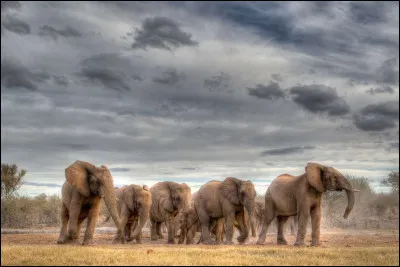 Qui pèse le plus lourd : un éléphant ou un nuage ?