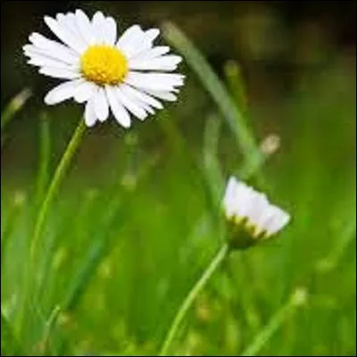 Quel synonyme de beau, qui a parfois un sens d&eacute;pr&eacute;ciatif, vient d�un mot scandinave d&eacute;signant une f&ecirc;te pa&iuml;enne ?