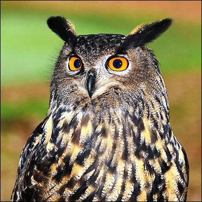 Quel rapace du genre des hiboux grands-ducs est abusivement appel&eacute; chouette ?