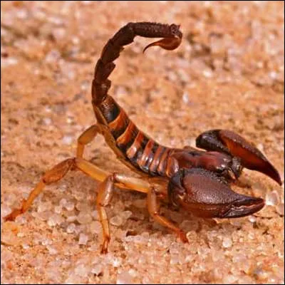 Quel &eacute;l&eacute;ment est associ&eacute; au signe astrologique du scorpion ?