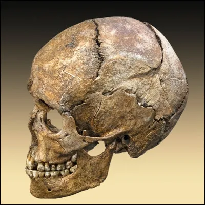 Quel os du cr&acirc;ne est le seul &agrave; &ecirc;tre mobile ?