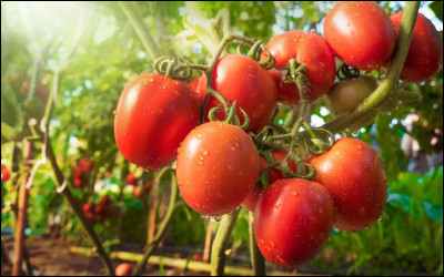 Les tomates étaient autrefois si redoutées quon les appelait...