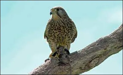 Quel oiseau est le moins bête ?