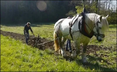 Que fait ce paysan dans son champ ?
