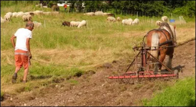 Que fait ce paysan dans son champ ?
