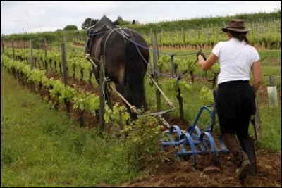 Cette technique revient à la mode pour la culture de la vigne mais en respectant cette règle...