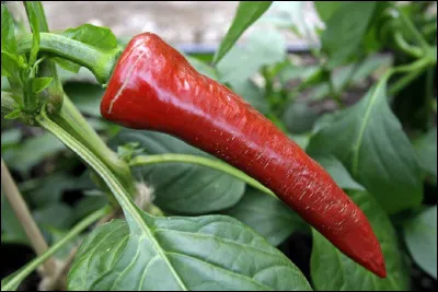 Quel est le nom de ce piment basque ?