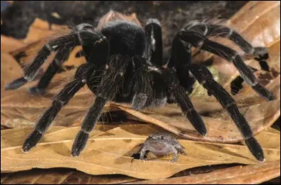 Certaines espèces d'araignées entretiennent des relations avec certaines espèces de...