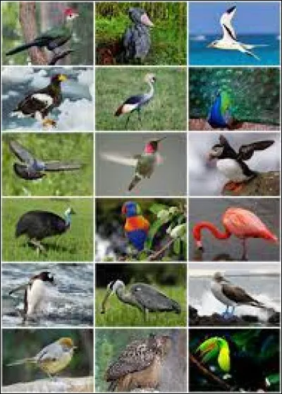 Ces oiseaux sont appelés ''les Einstein du monde des oiseaux''.