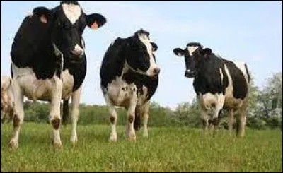 Une étude a montré que les vaches produisent plus de lait...