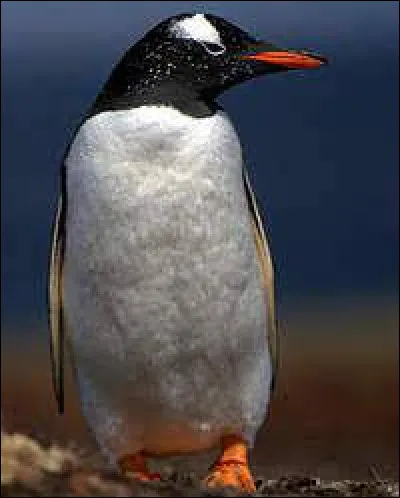 Comment le manchot papou déclare-t-il sa flamme à son âme sur ?