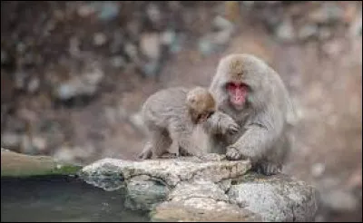 Que font les macaques japonais quand ils ont froid ?