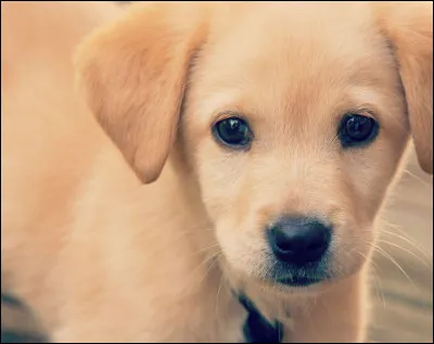 Ton animal préféré...